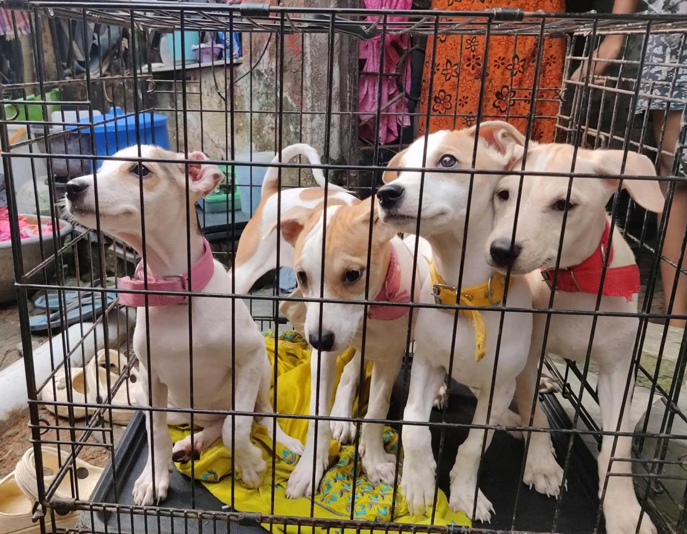 Four rescued puppies with colorful collars inside a cage, awaiting adoption through Animal People Alliance.