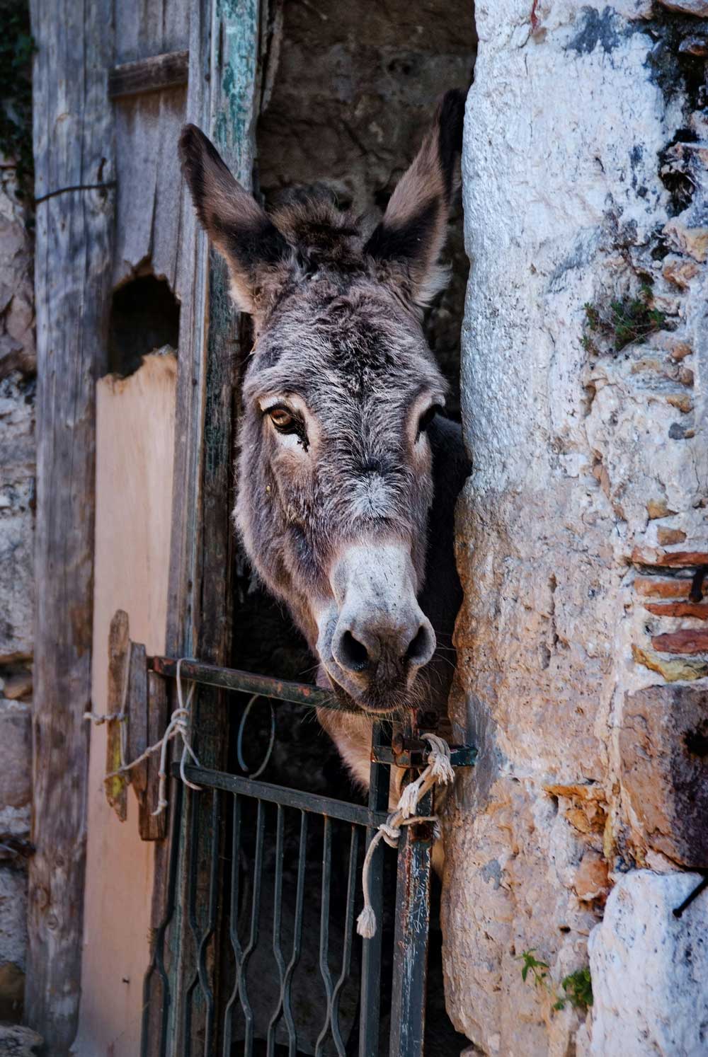 A donkey peeks its head through a rustic stone doorway and iron gate, framed by weathered wood and textured stone walls.
