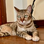 IMG_0743