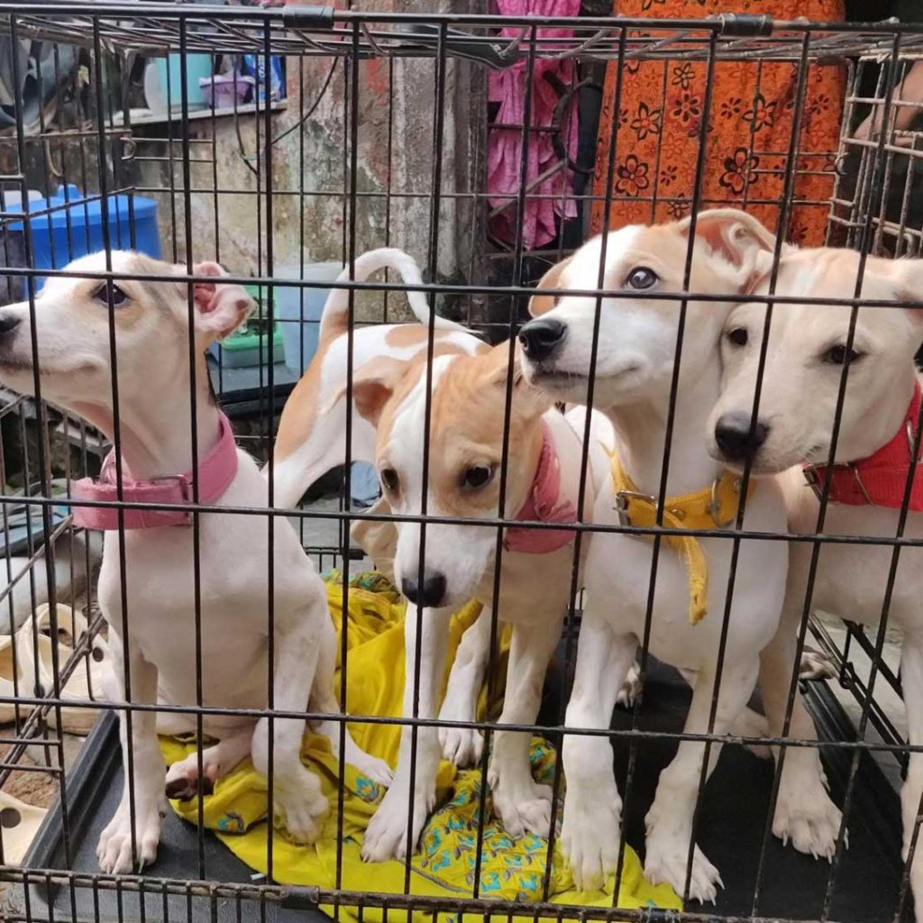 Four rescued puppies with colorful collars inside a cage, awaiting adoption through Animal People Alliance.