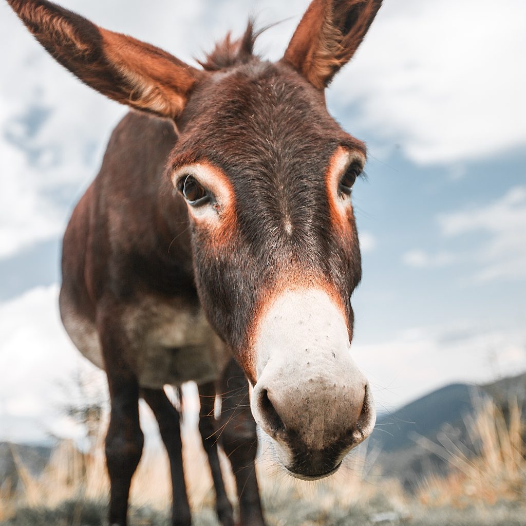 GettyImages-910465200