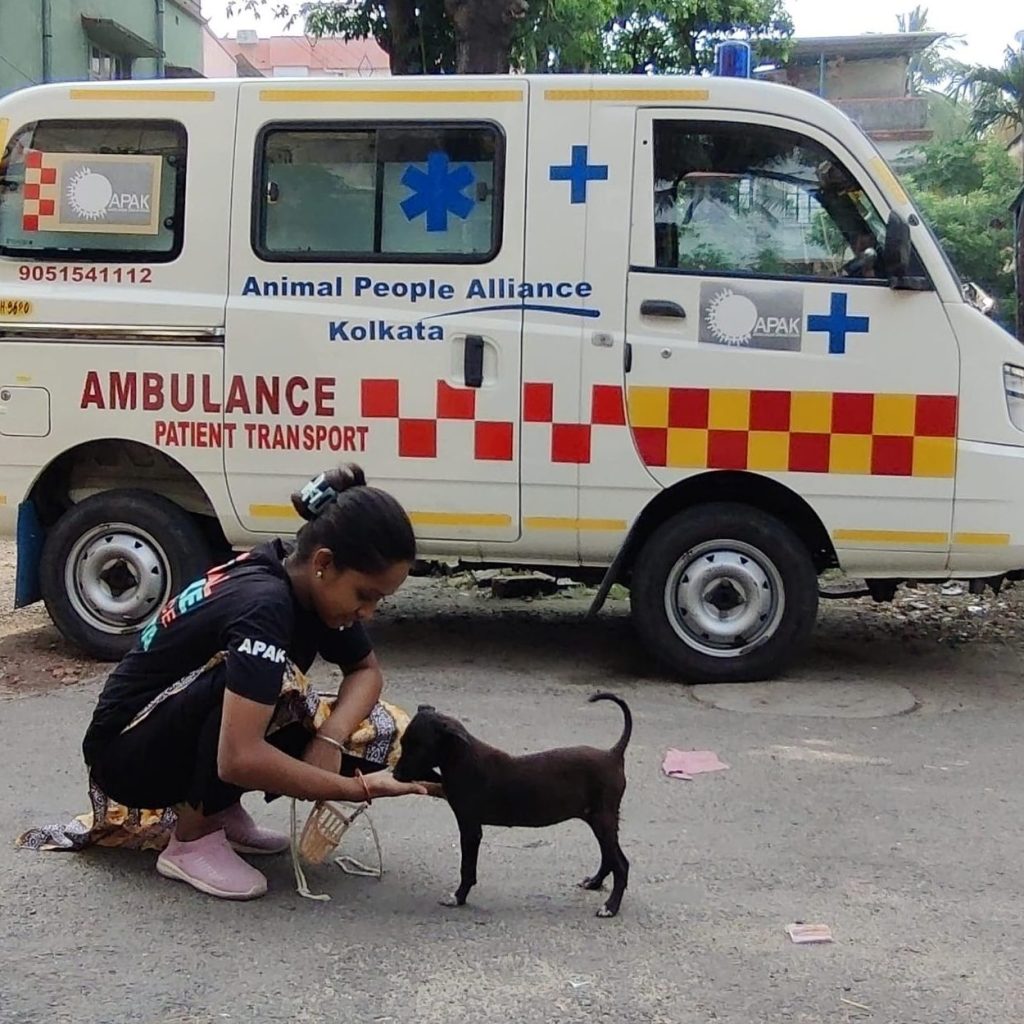 Good APA Photo Ambulance Bend Down with Pup
